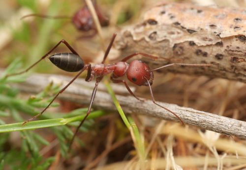Nodal Desert Ant