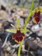 Ophrys
