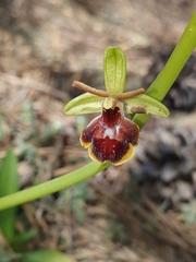 Ophrys