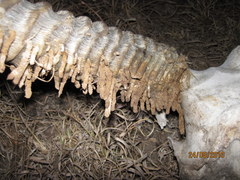 Ceratophaga vastella