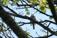 Turdus viscivorus