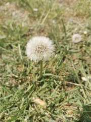 Taraxacum officinale