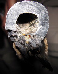 Ceratophaga vastella