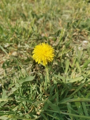 Taraxacum officinale