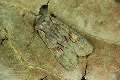 Lithophane furcifera