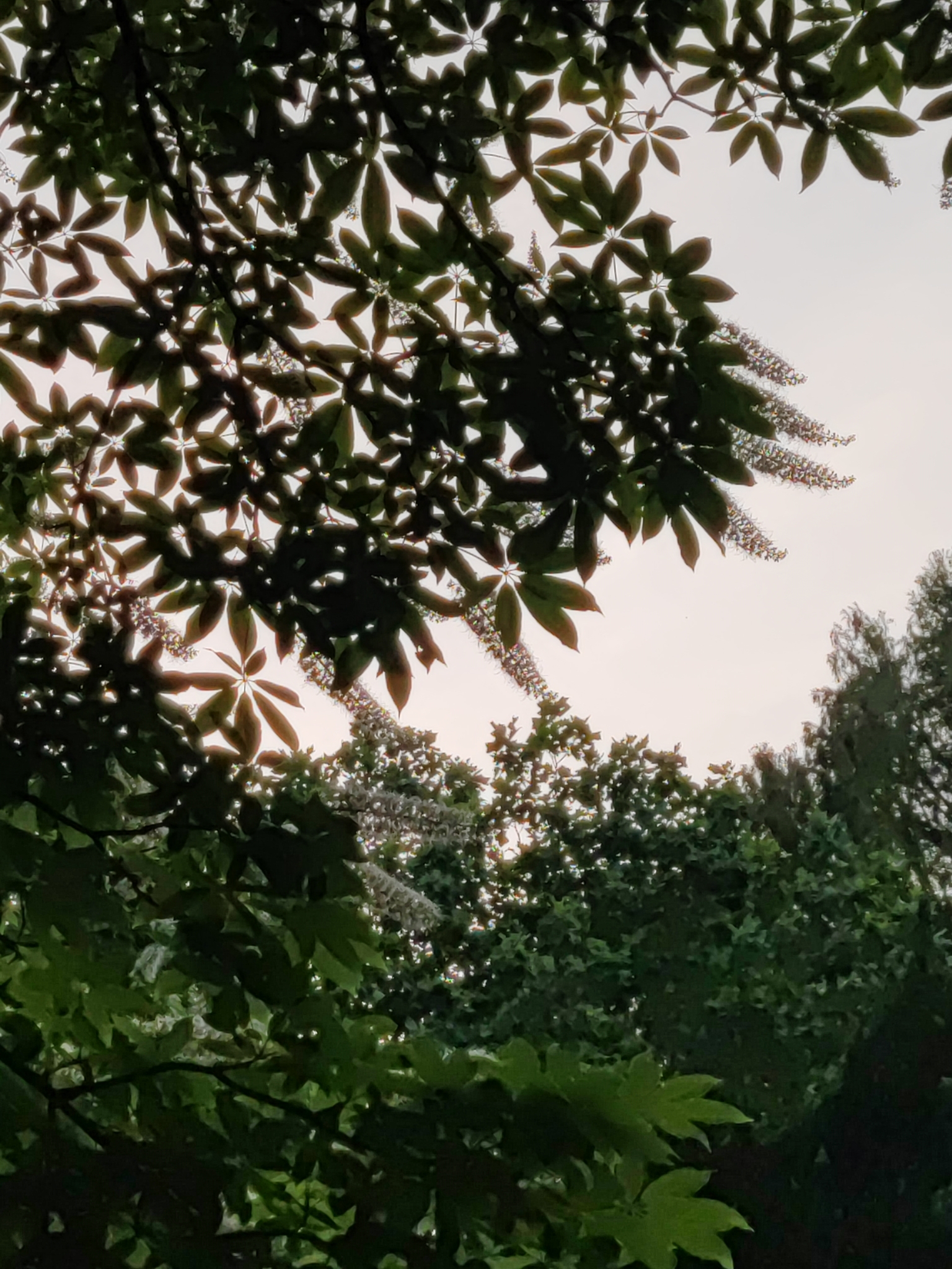 Imagem de Castanheira-da-China