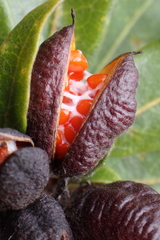 Pittosporum koghiense