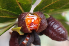 Pittosporum koghiense