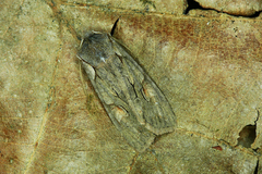Lithophane furcifera