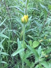 Rudbeckia