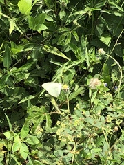 Papilionoidea