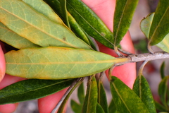 Pittosporum koghiense