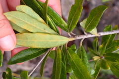 Pittosporum koghiense