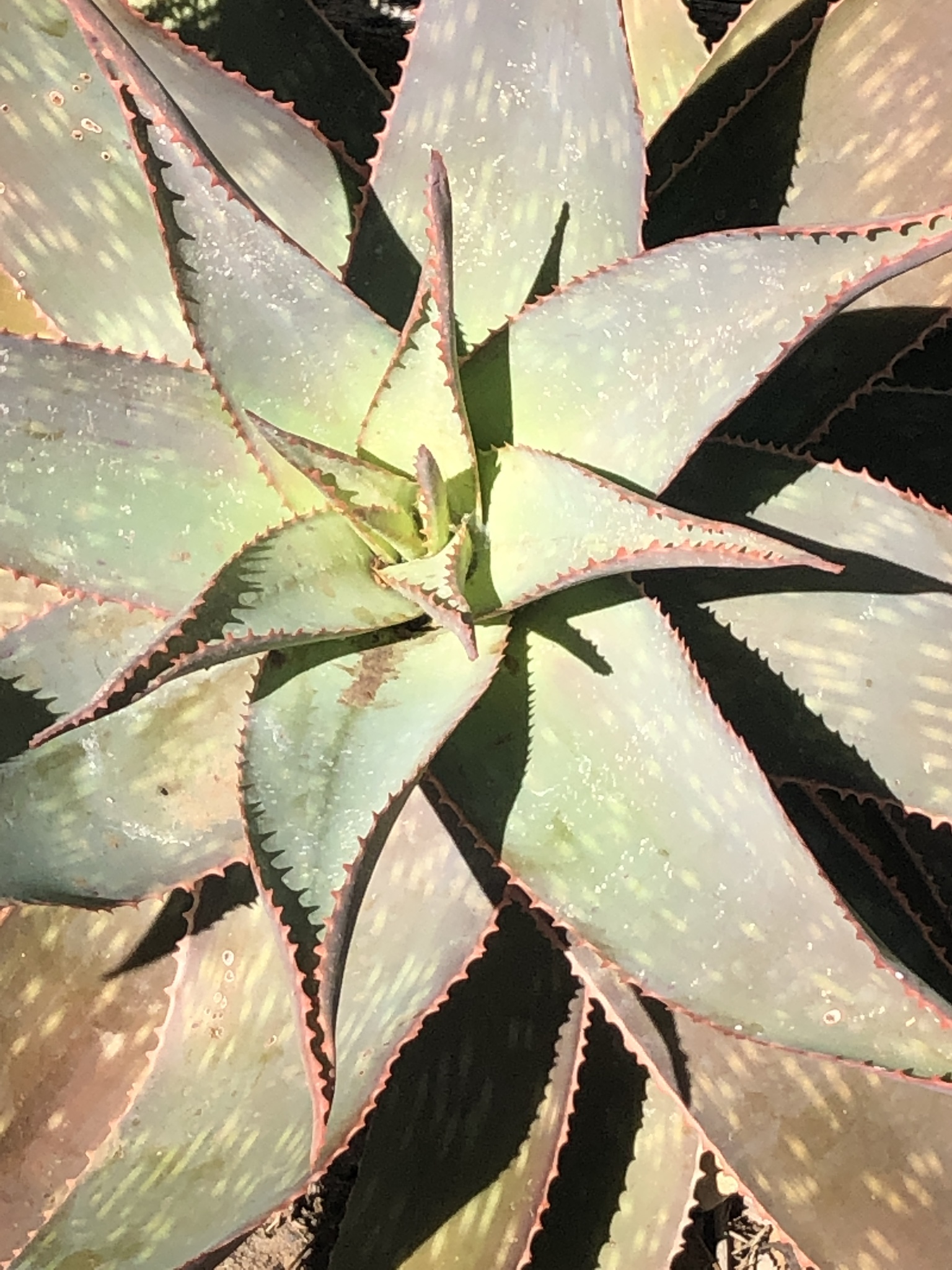 Aloe X schimperi
