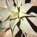 Aloe × schimperi - Photo (c) pedrosouza2011,  זכויות יוצרים חלקיות (CC BY-NC)