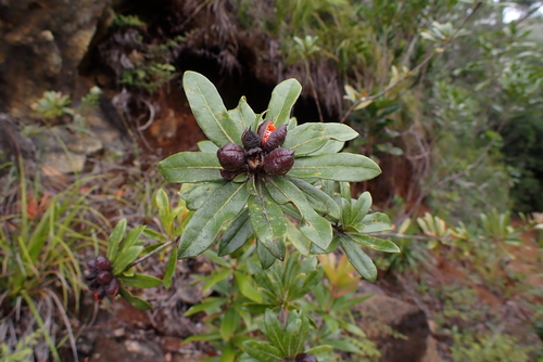 Pittosporum koghiense observed 2022-04-30