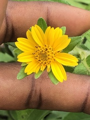 Asteraceae