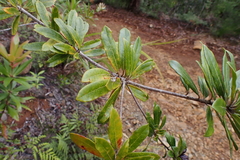 Pittosporum koghiense