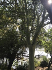 Vachellia xanthophloea