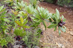 Pittosporum koghiense