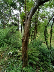 Elaeocarpus serratus