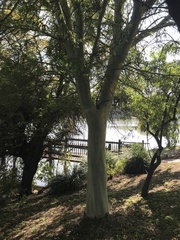 Vachellia xanthophloea