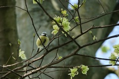 Cyanistes caeruleus
