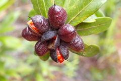 Pittosporum koghiense