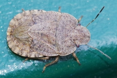 Sciocoris microphthalmus