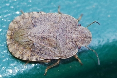 Sciocoris microphthalmus