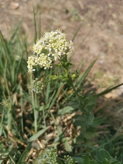Lepidium draba