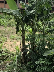 Musa