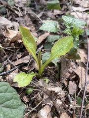 Solidago virgaurea