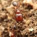 Trichomyrmex scabriceps - Photo no rights reserved, uploaded by Philipp Hoenle