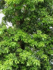 Machilus zuihoensis