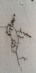 Sargassum hemiphyllum
