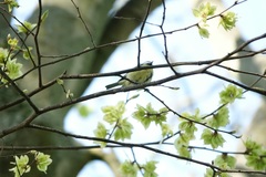 Cyanistes caeruleus