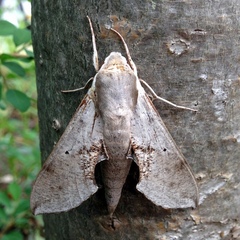 Hippotion rosae