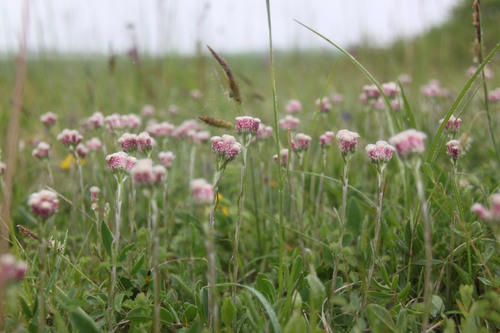 Antennaria dioica iNat (1)
