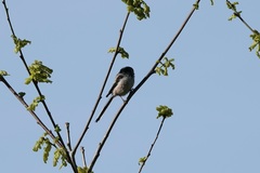 Aegithalos caudatus
