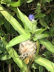 Liliopsida