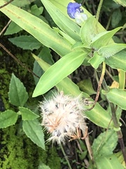 Liliopsida