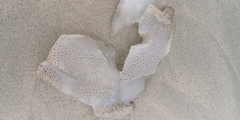 Rhopilema hispidum