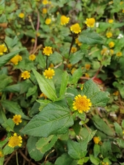 Asteraceae