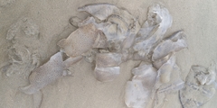 Rhopilema hispidum