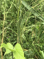 Poaceae