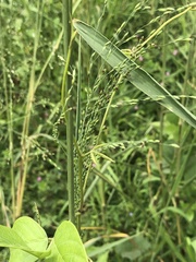 Poaceae