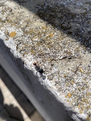 Camponotus cruentatus