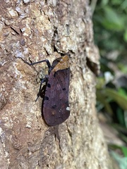 Penthicodes atomaria