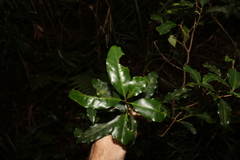 Actephila mooreana